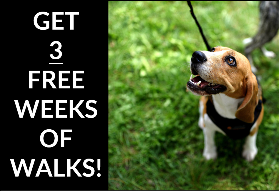 Park Cities Pet Sitter Has Introduced an Enticing New Promotion for